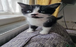 Domestic Shorthair cats for sale: Kittens for sale  - Image 11