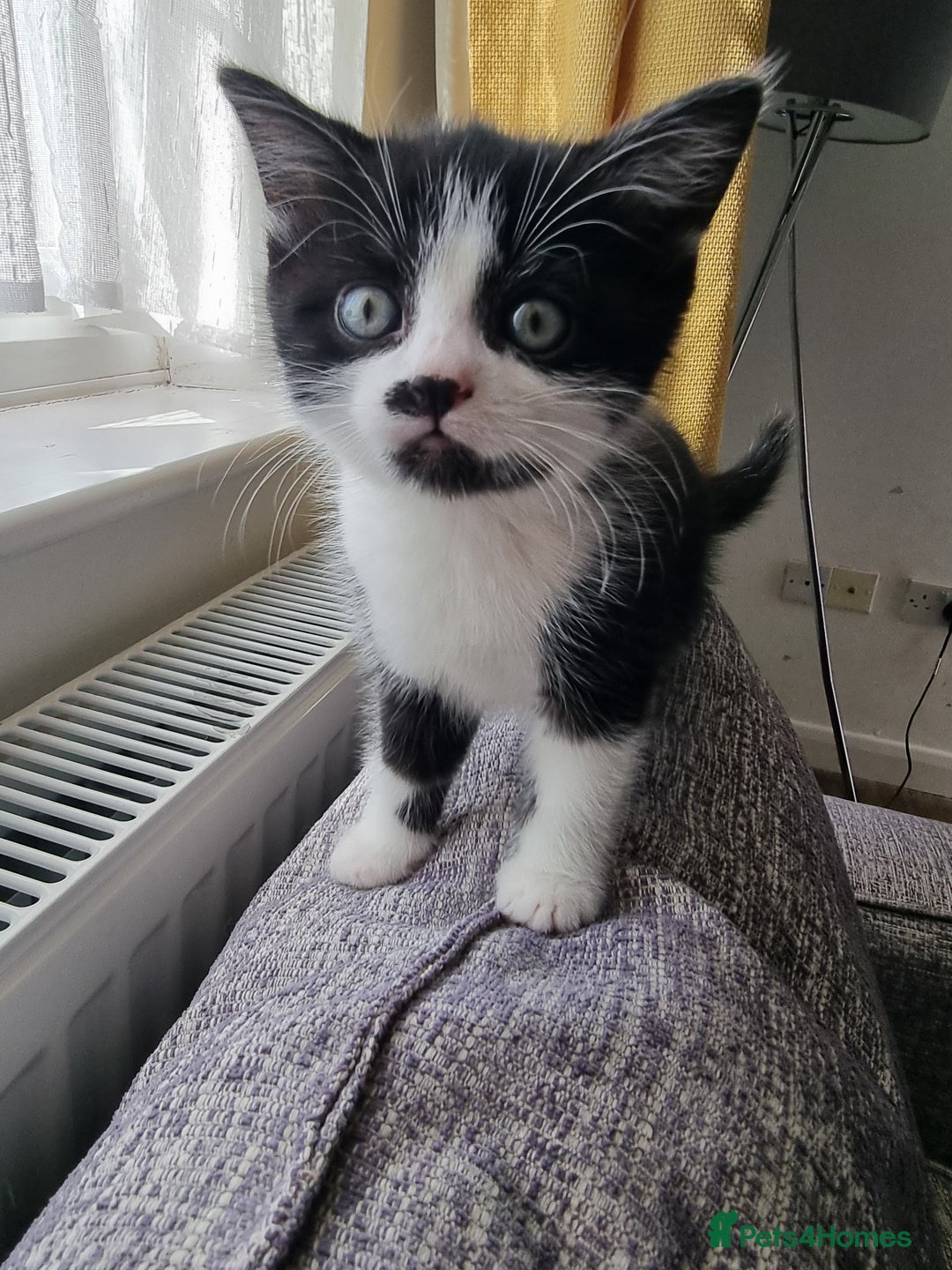 Domestic Shorthair cats for sale: Kittens for sale  - Image 11