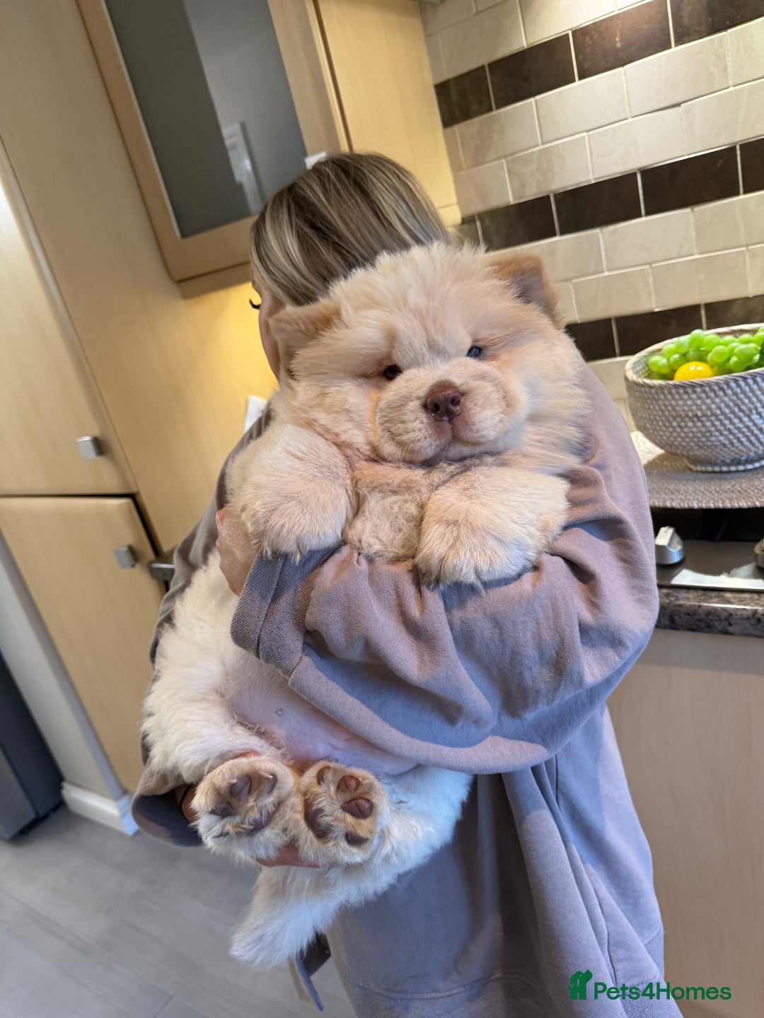 Chow Chow dogs for sale: 🧸Chow Chow Puppy Last of a World-Class Litter! 🐾 - Image 3