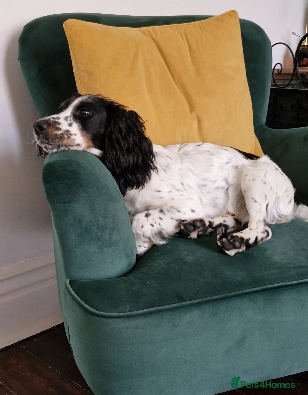 Cocker Spaniel dogs for sale: Working cocker spaniel needs a loving home - Advert 2