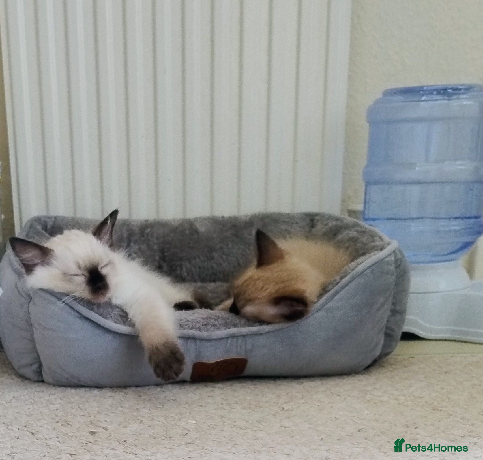 Ragdoll cats Pure bred Ragdolls need loving homes - Advert 2