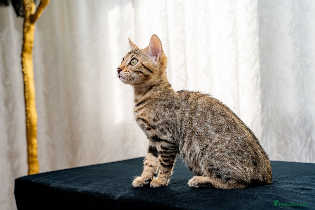Bengal cats for sale: Bailey-TICA Bengal Girl, Excellent Genetic & Look - Image 11