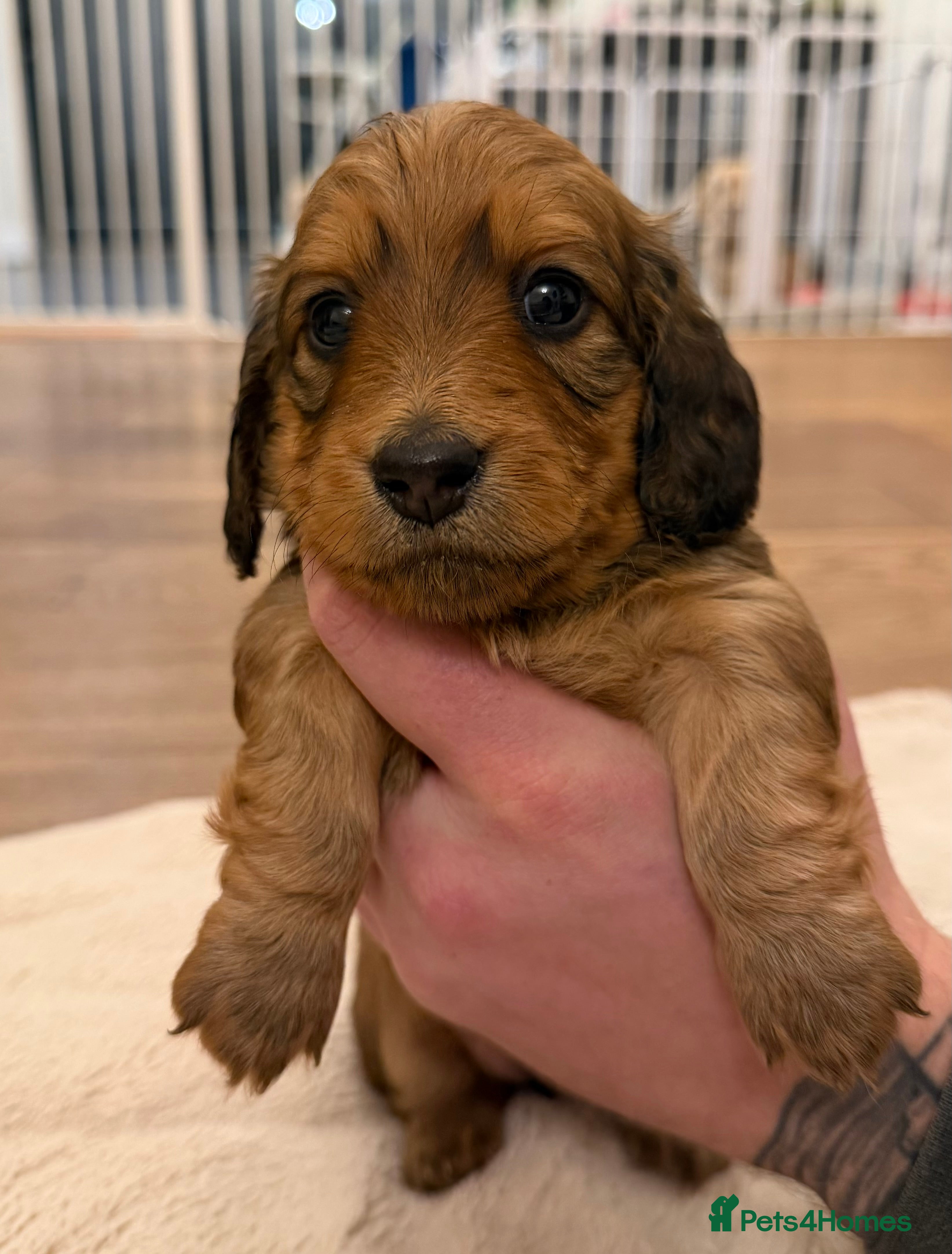 Miniature Dachshund dogs Miniature longhaired dachshund puppies-Shaded red  - Advert 1