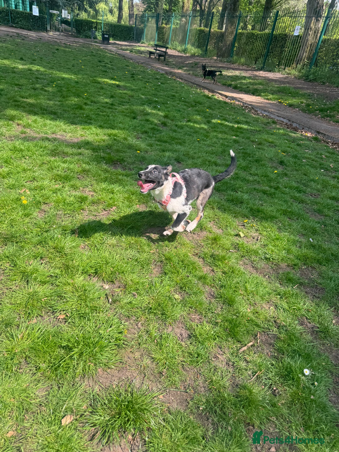 Mixed Breed dogs for sale: Shollie puppies  - Image 3