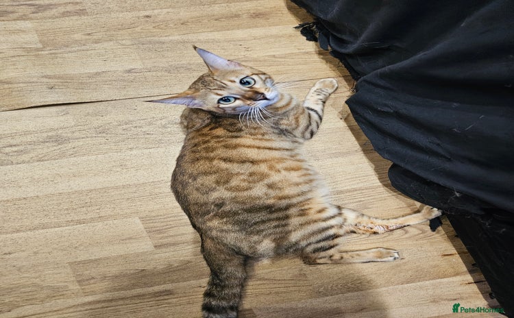 Bengal cats - Advert 4