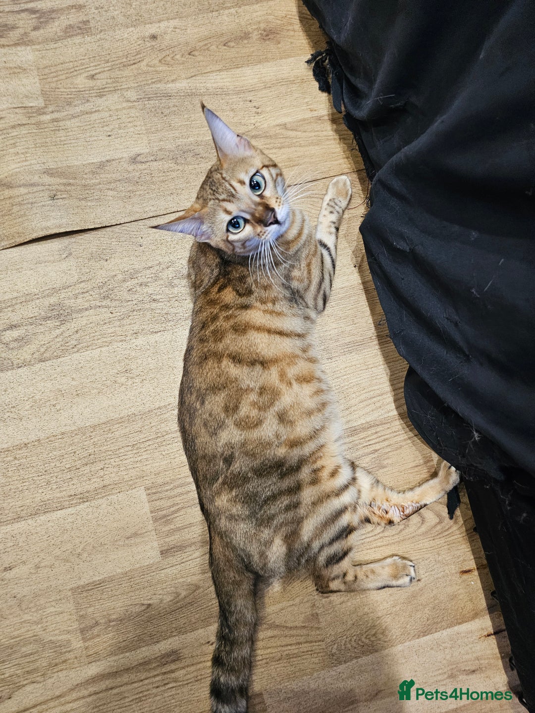 Bengal cats for sale: Beautiful Bengal Female -11 months old!  - Image 1