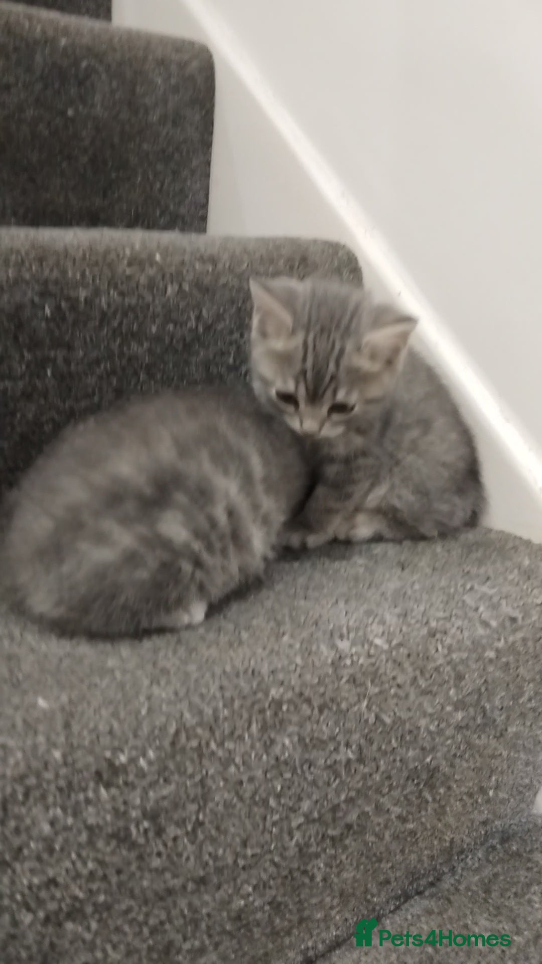 British Shorthair cats for sale: BSH cross kittens - Advert 17