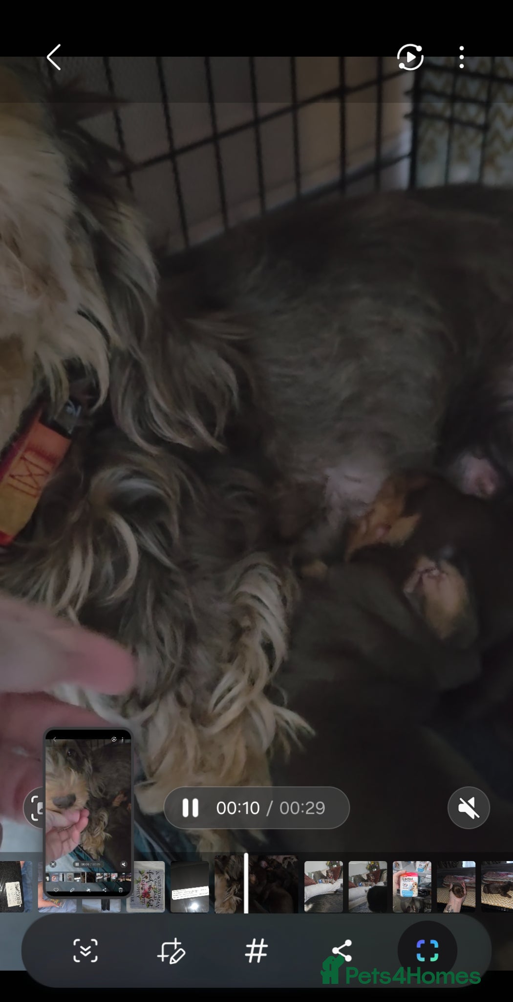 Dachshund dogs Adorable Dachshunds Ready for Their Forever Homes - Advert 1