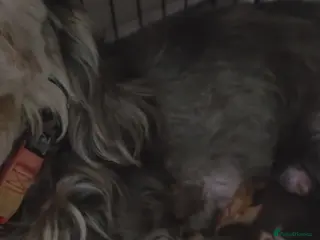 Dachshund dogs Adorable Dachshunds Ready for Their Forever Homes - Advert 1