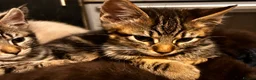 Maine Coon cats for sale: Gorgeous maincoon cross bengal baby girls - Advert 3