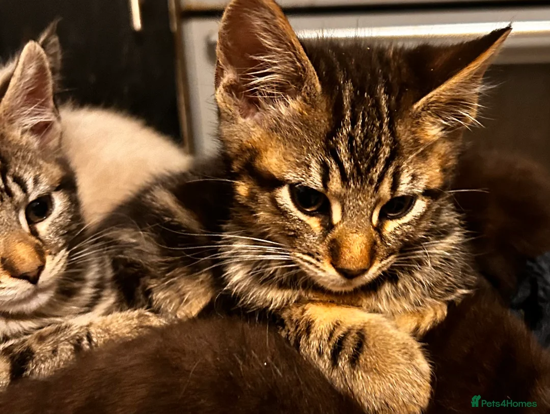 Maine Coon cats for sale: Gorgeous maincoon cross bengal baby girls - Advert 3