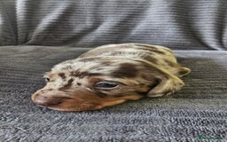 Dachshund dogs for sale: Stunning KC Registered Dachshund Puppies - Image 2