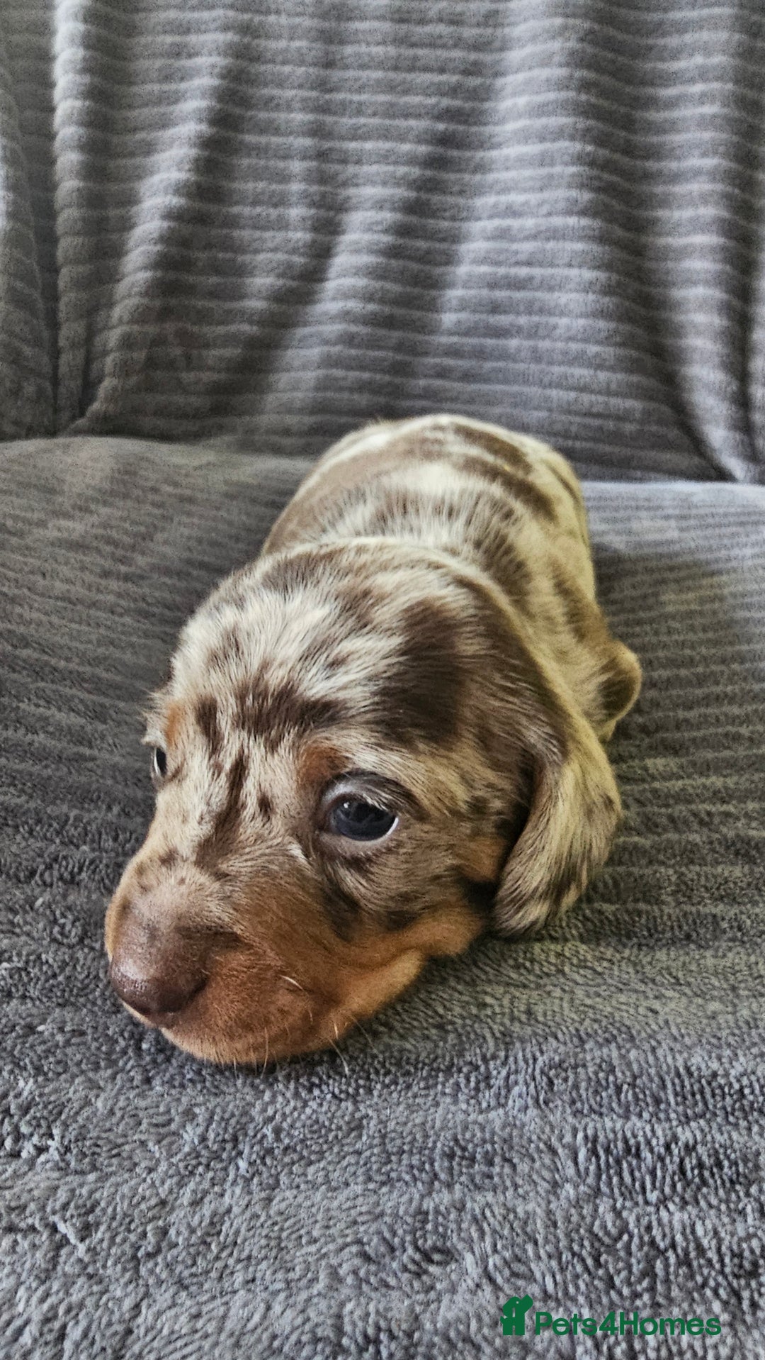 Dachshund dogs for sale: Stunning KC Registered Dachshund Puppies - Image 2