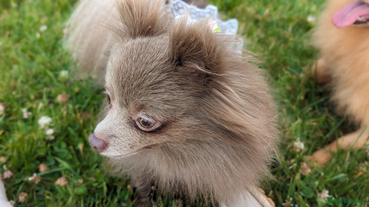 Pomeranian dogs Adult Poms - Advert 3