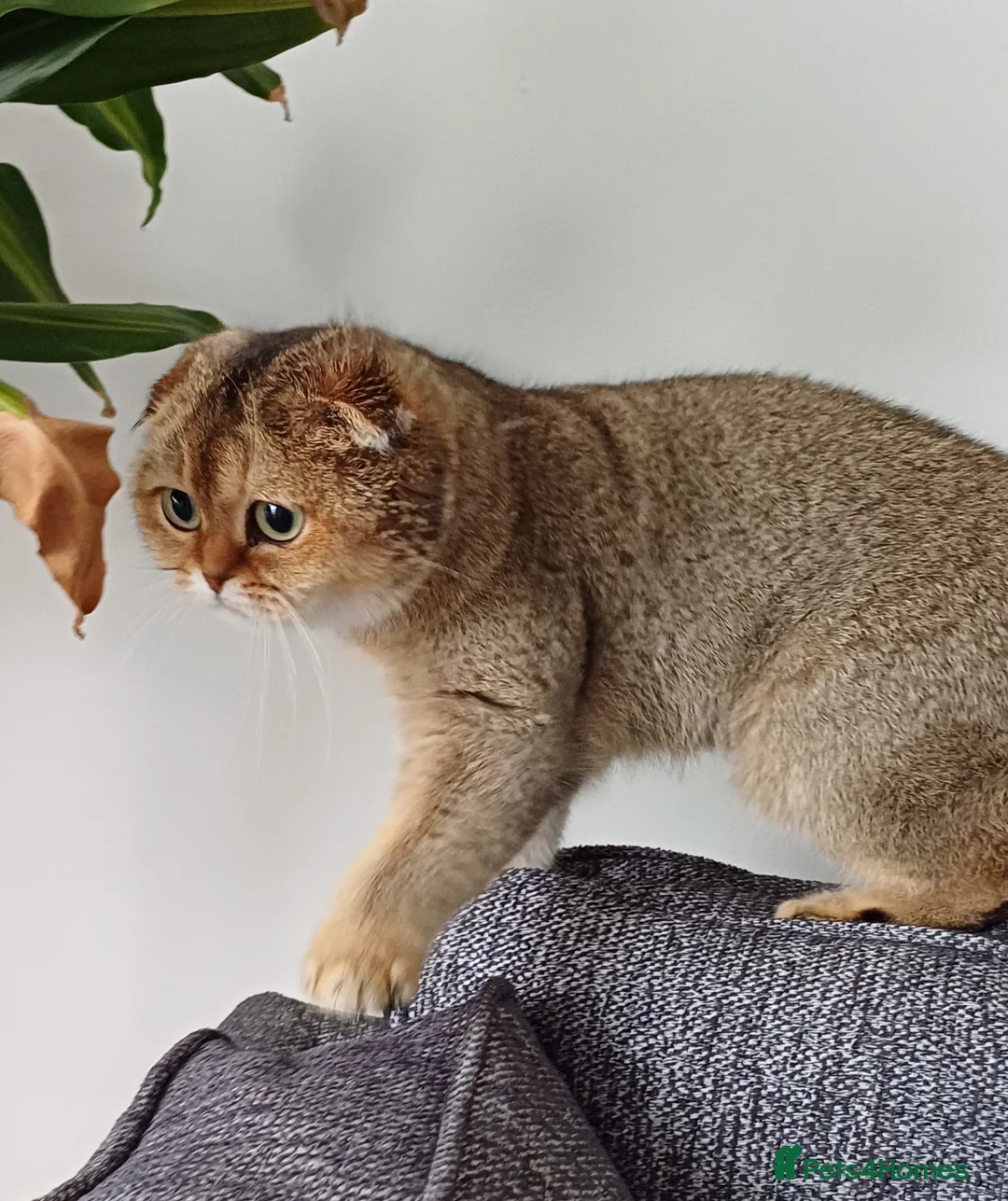 Scottish Fold cats for sale: TICA Registered Scottish Fold  - Advert 2