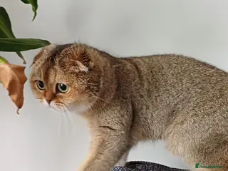 Scottish Fold cats TICA Registered Scottish Fold - Advert 9