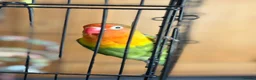 Lovebirds birds for sale: Lovely Lovebird For Sale in Banbury - Advert 6