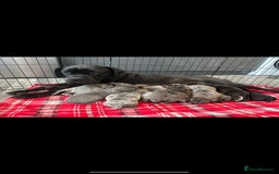Cane Corso dogs for sale: Cane corso pups  - Image 10