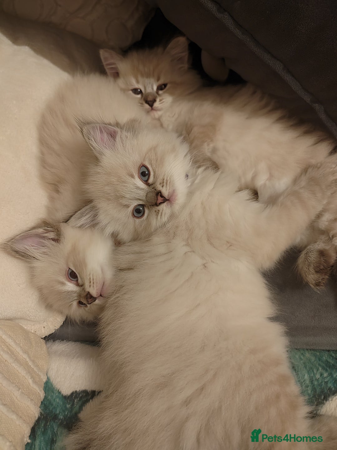 Ragdoll cats for sale: Gorgeous lot of Siberian and Ragdoll mix kittens  - Advert 12