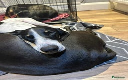 Mixed Breed cats for adoption: Lisbon - Sweetheart Dog with much love to give.  - Image 10