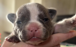 French Bulldog dogs for sale: Kc registered french bulldog puppies - Image 11