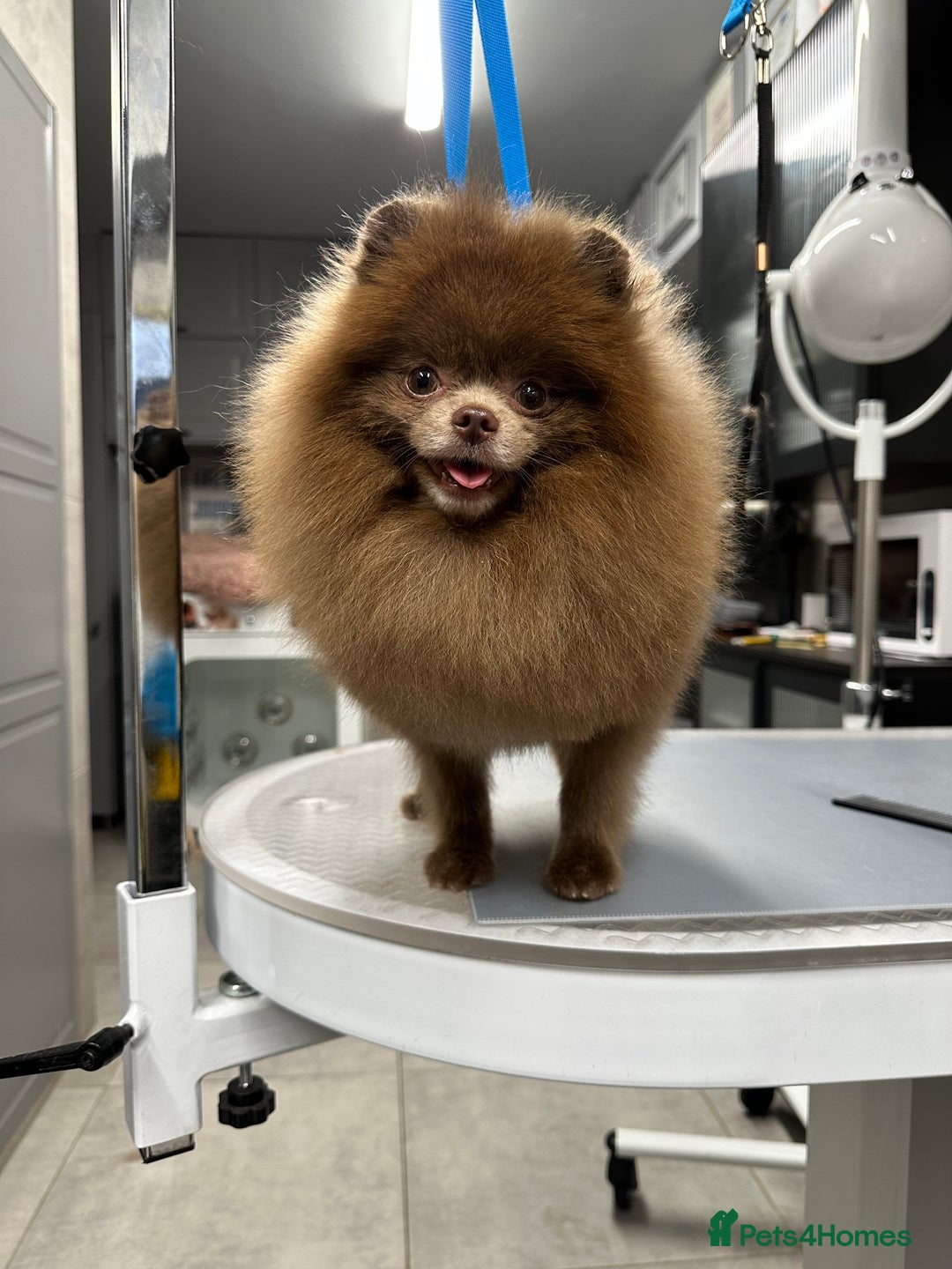 Pomeranian dogs for stud: Lilac and tan carrier tiny boy for stud in Lanark - Advert 9