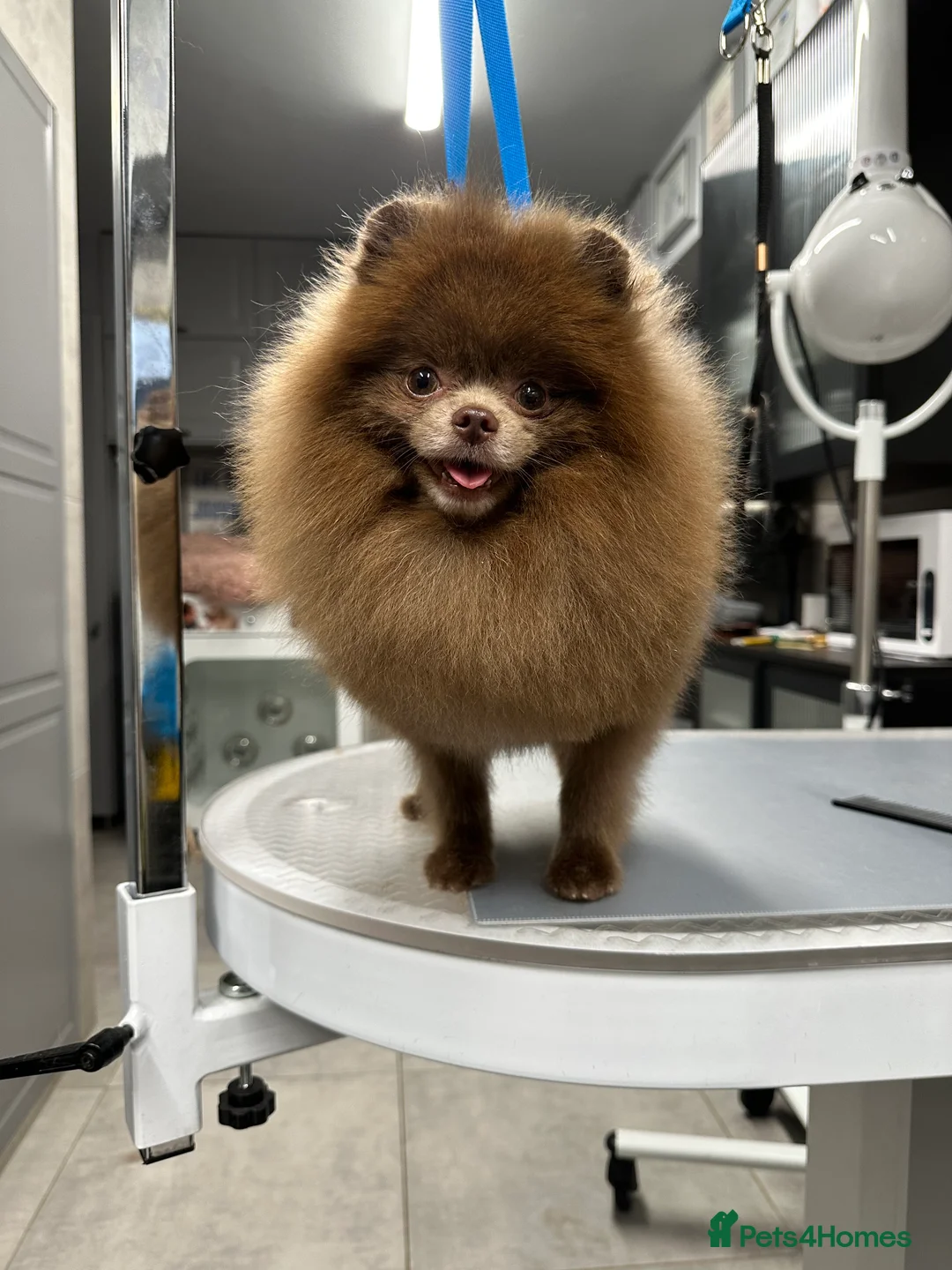 Pomeranian dogs for stud: Lilac and tan carrier tiny boy for stud in Lanark - Advert 9