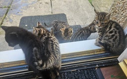 Bengal cats for sale: Mix breed Bengal + Tabby - Image 2
