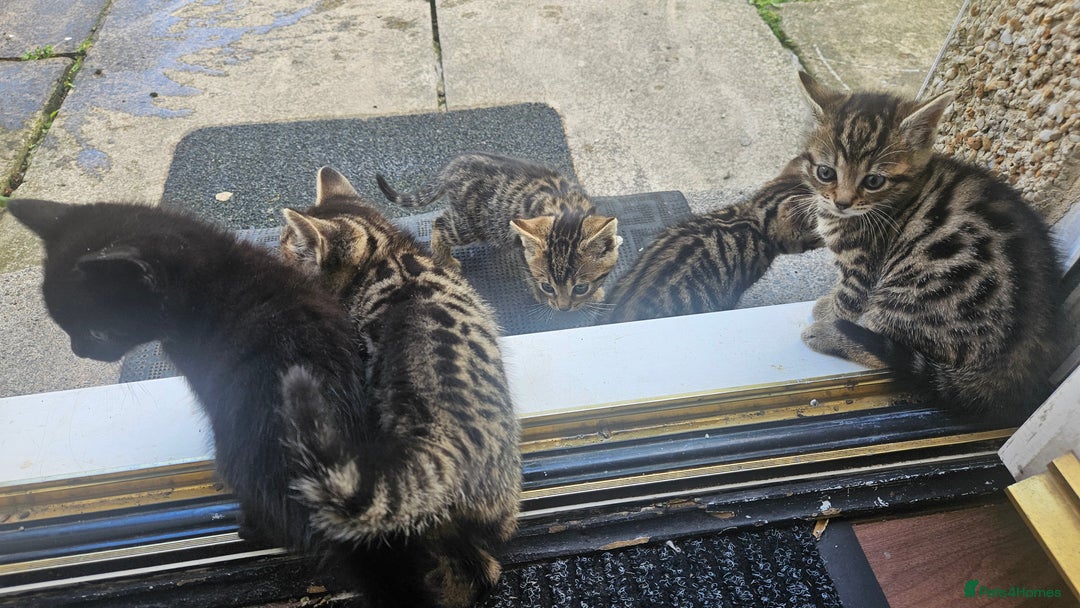 Bengal cats for sale: Mix breed Bengal + Tabby - Image 2