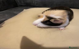 Guinea Pig rodents for sale: Female piggies  - Image 3