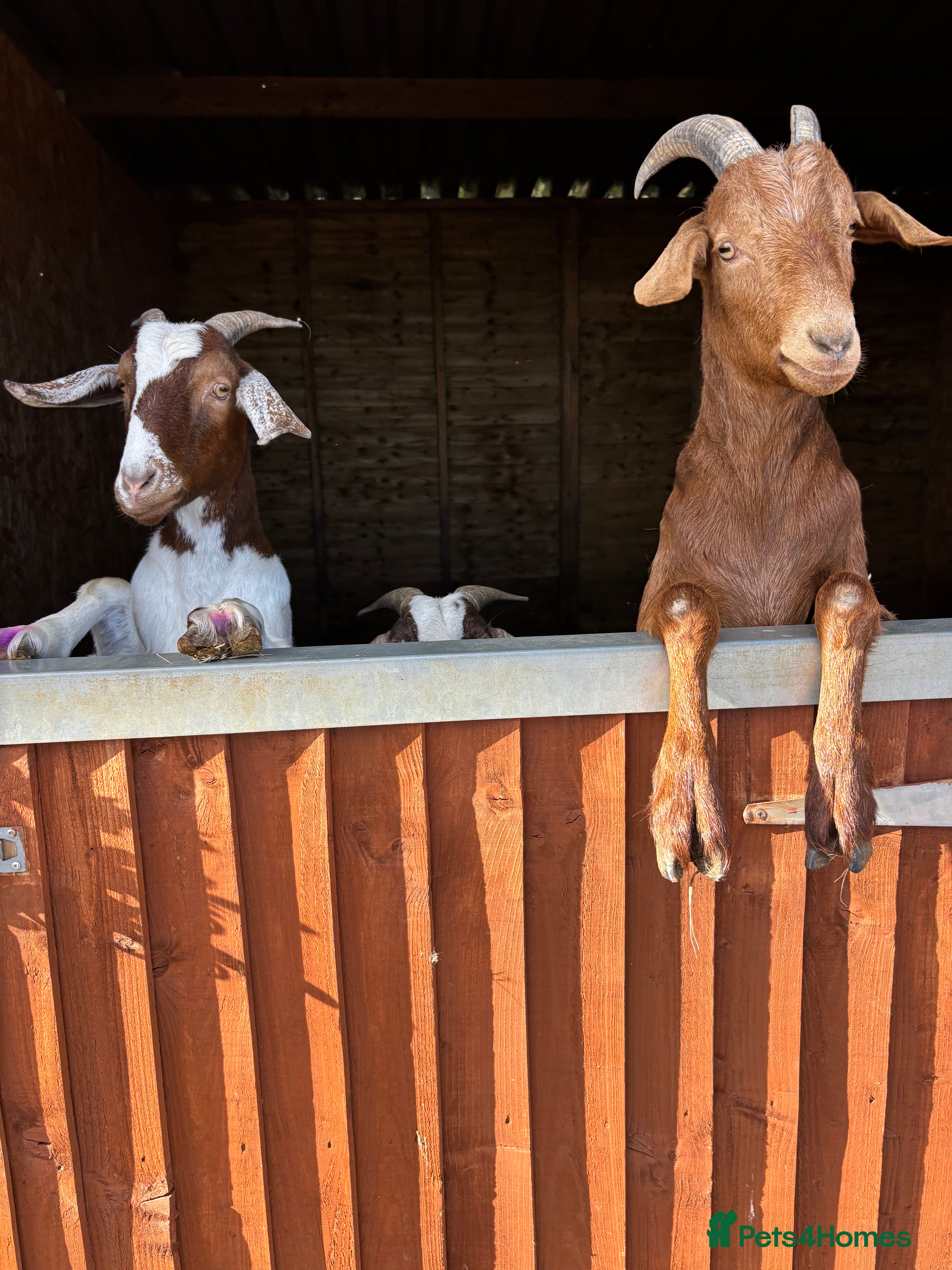 Goats livestock for sale: 3 very friendly goats - Advert 2