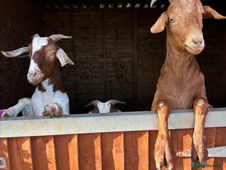 Goats livestock 3 very friendly goats - Advert 12