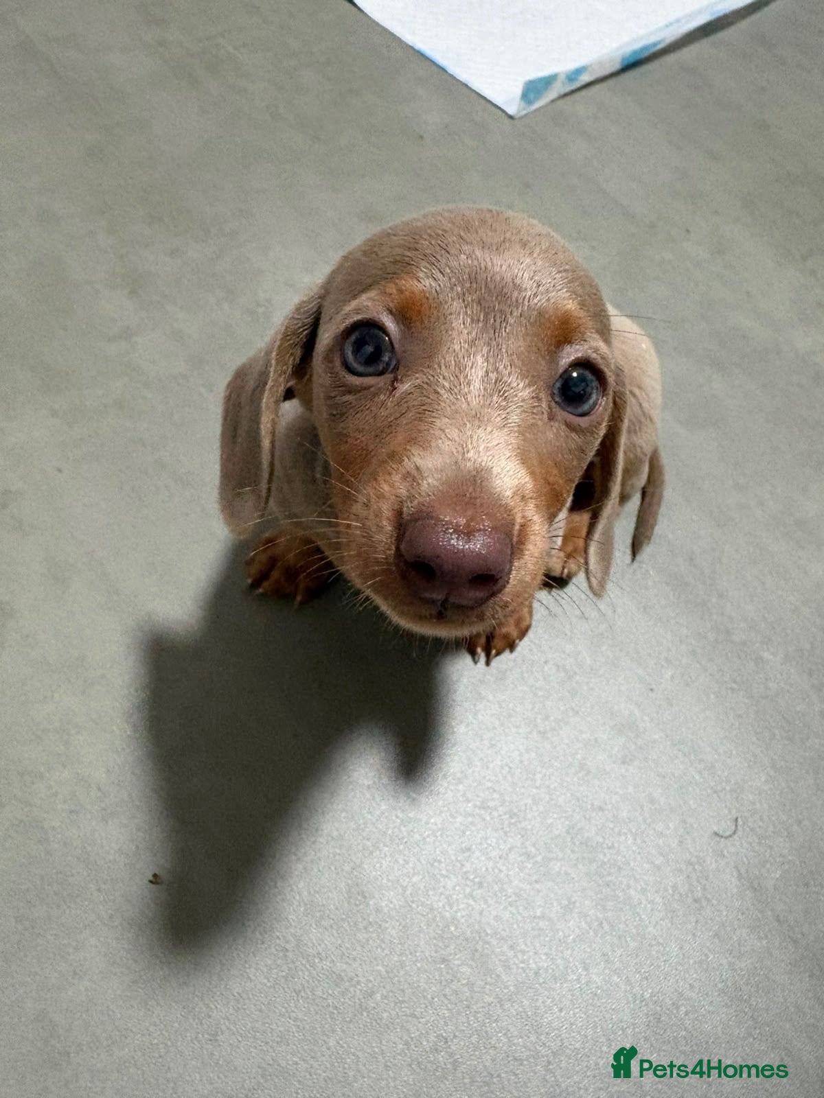 Miniature Dachshund dogs Beautiful miniature dachshund puppies - Advert 1