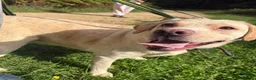 Labrador Retriever dogs for adoption: George - Hingham Norfolk  in Norwich - Advert 3