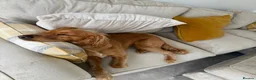 Cockapoo dogs for sale: Rehoming for Milo Cockapoo - Advert 6