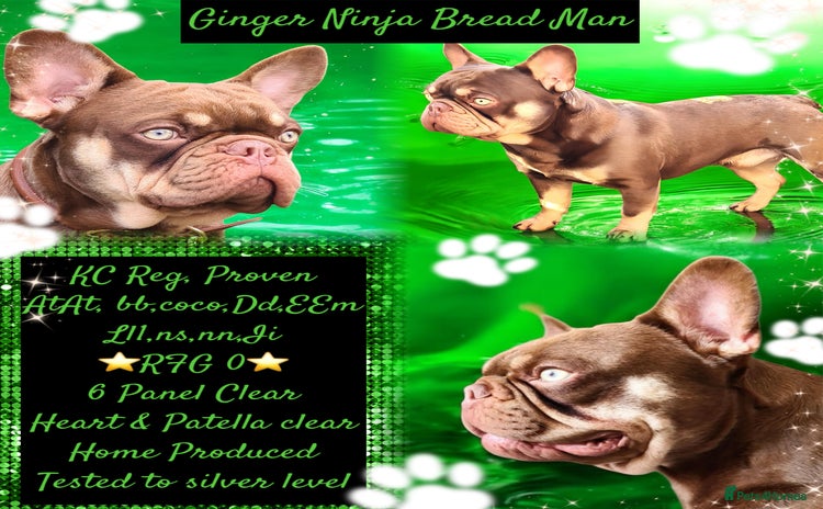French Bulldog dogs in Birmingham - Advert 6