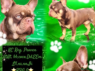 French Bulldog dogs in Birmingham - Advert 10