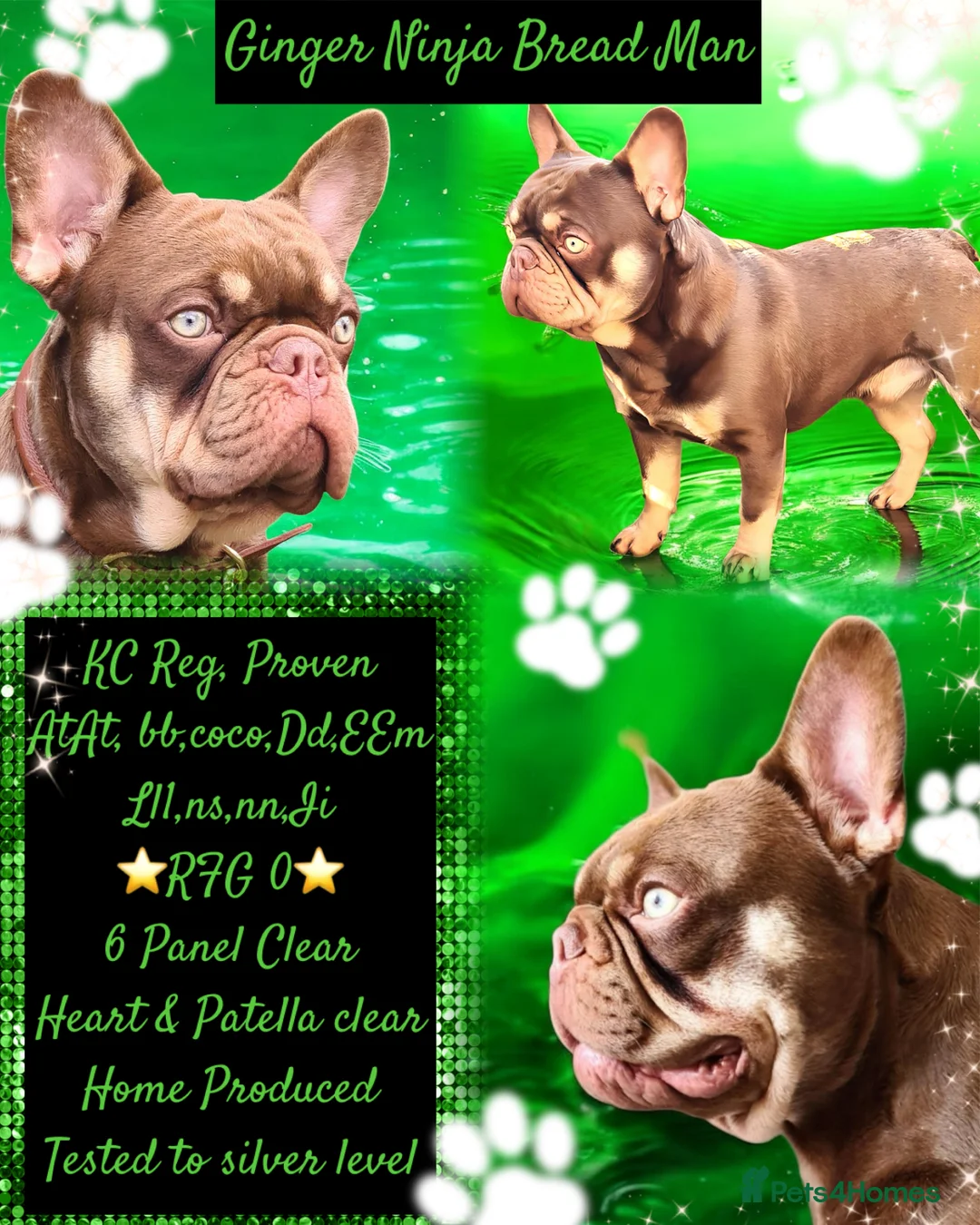 French Bulldog dogs for stud: 🐾⭐️New Shade Rojo tan RFG 0, 6 panel clear⭐️🐾 in Birmingham - Advert 12