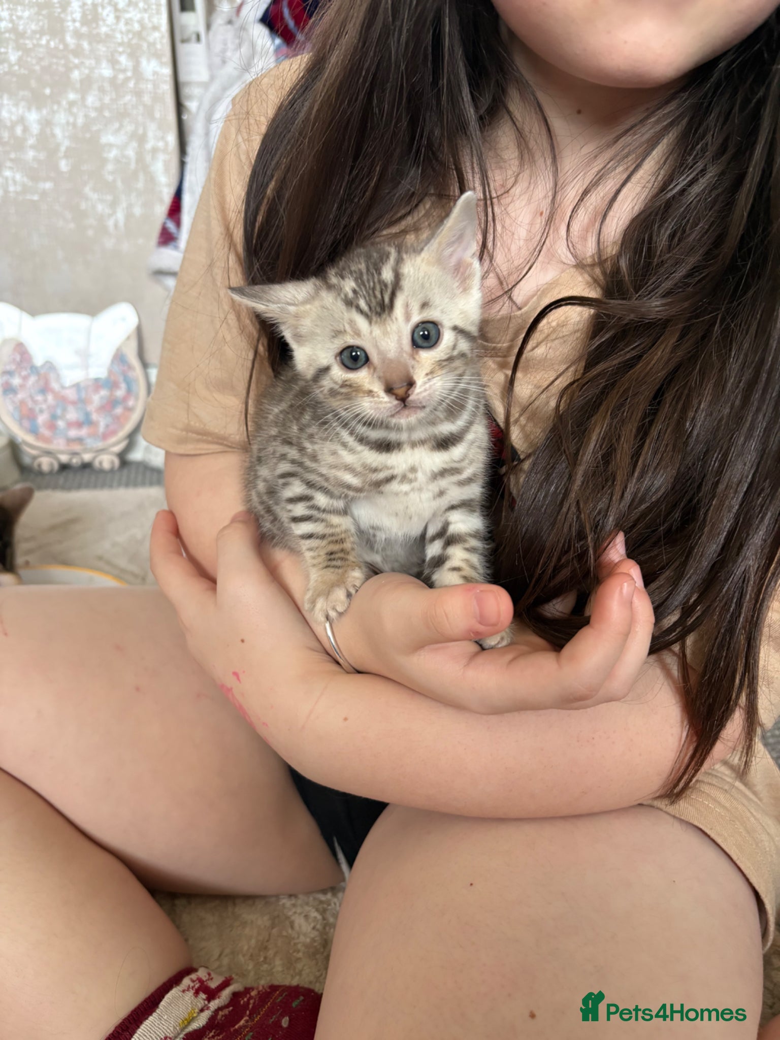 Bengal cats Pure Bengal kittens  - Advert 6