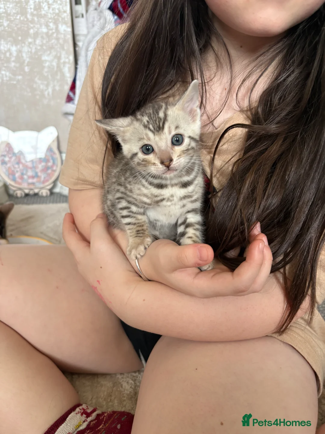 Bengal cats for sale: Pure Bengal kittens  - Advert 2