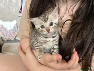 Bengal cats Pure Bengal kittens - Advert 6