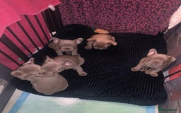 French Bulldog dogs for sale: 4 French bull dogs puppies  - Image 1
