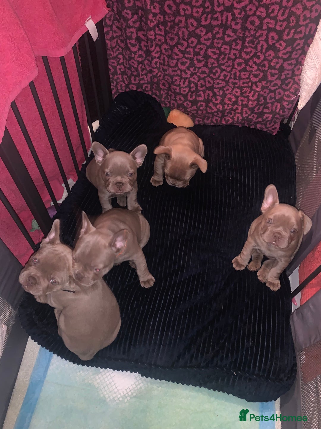 French Bulldog dogs for sale: 4 French bull dogs puppies  - Image 1