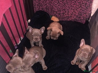 French Bulldog dogs - Advert 19