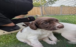 English Springer Spaniel dogs for sale: KC registered, Springer spaniel puppies  - Image 11