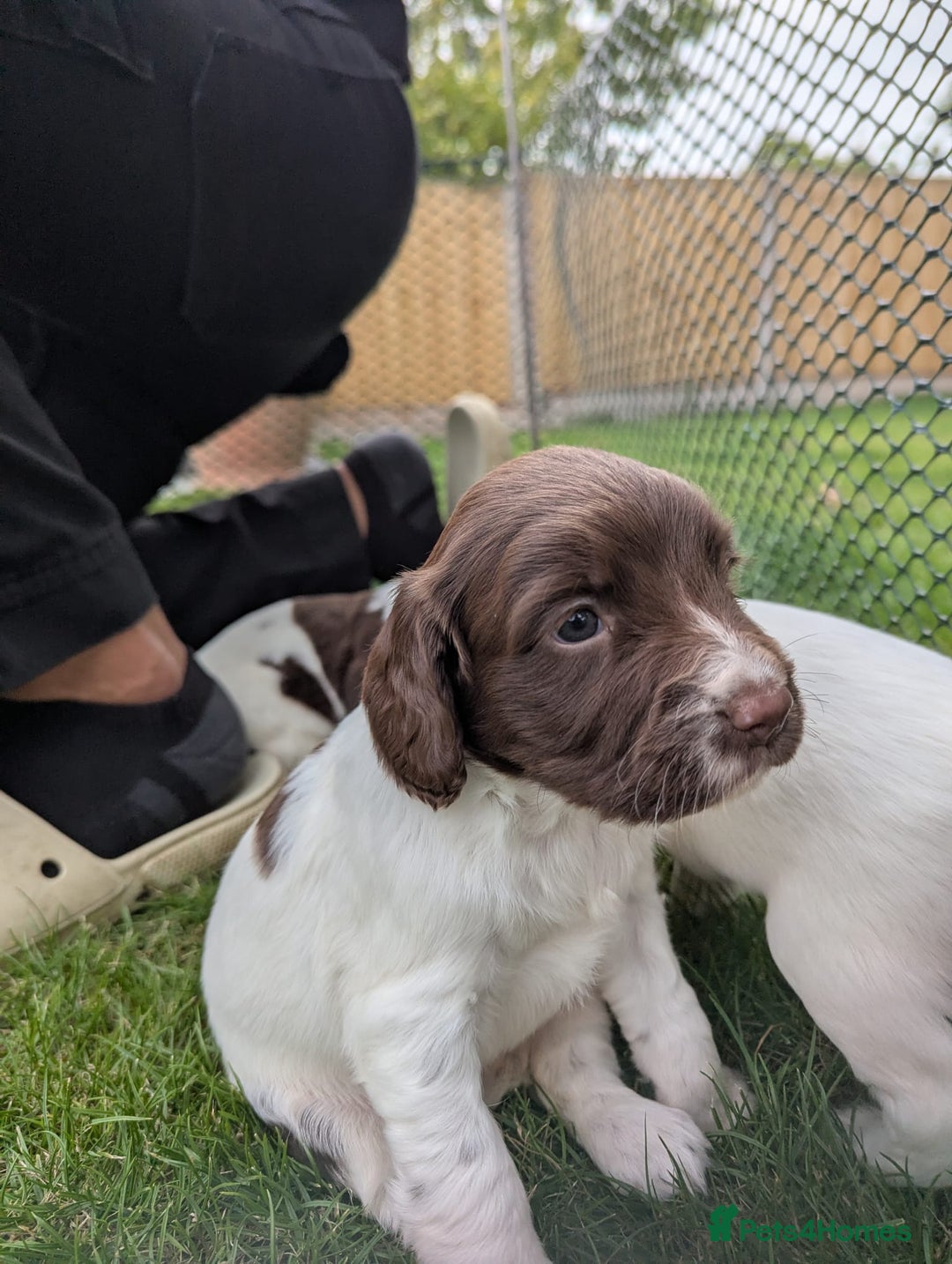 English Springer Spaniel dogs for sale: KC registered, Springer spaniel puppies  - Image 11