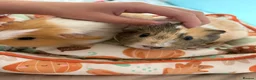 Guinea Pig rodents for sale: female guinea pig pairs - Advert 4