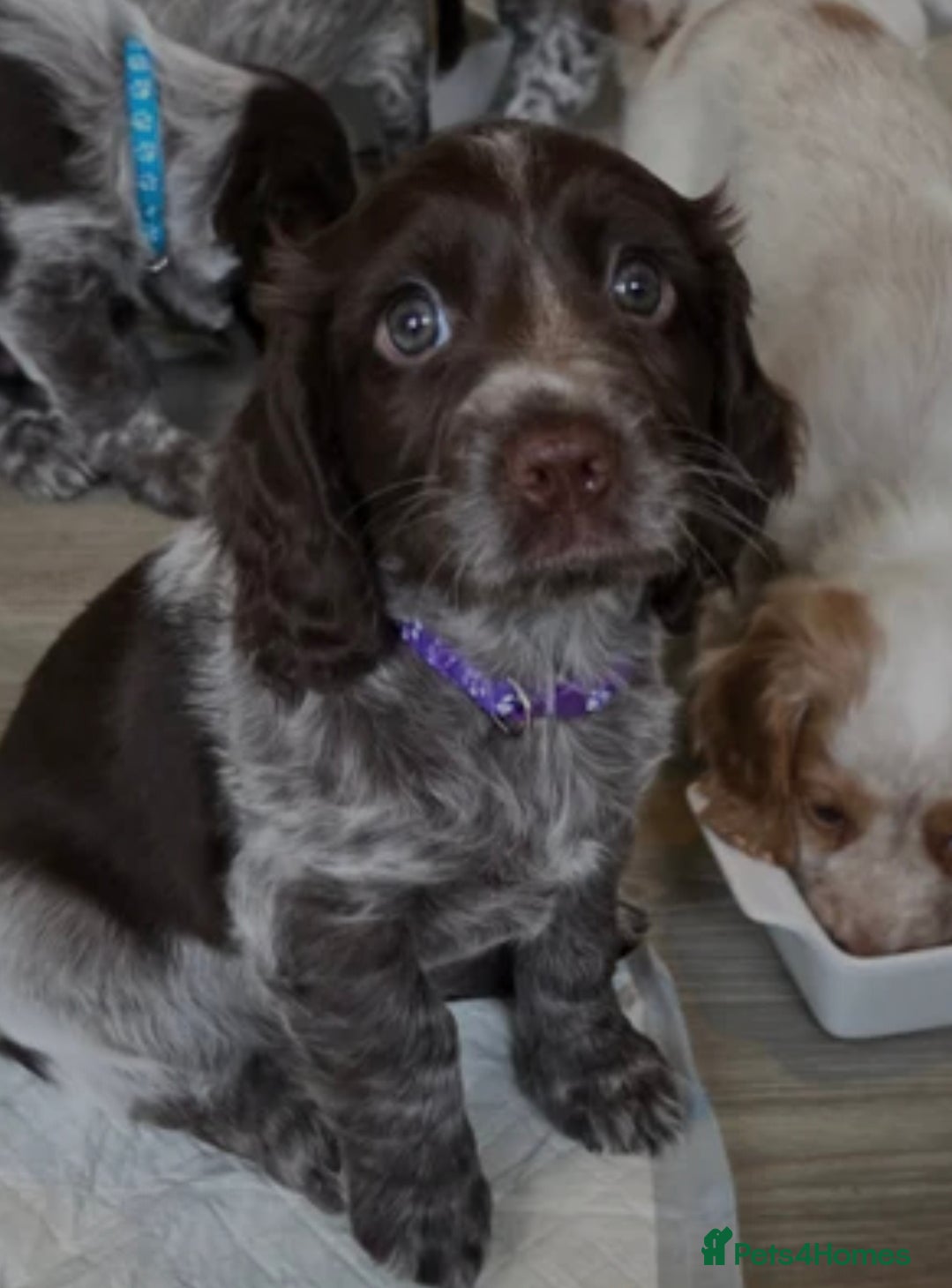 Cocker Spaniel dogs 2 gorgeous White roan cocker spaniels  - Advert 8