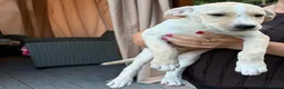 Mixed Breed dogs for adoption: AZALEA– The Little Lap Dog Who May Not Stay Little - Advert 4