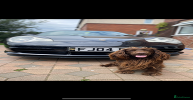 Cocker Spaniel dogs - Advert 16